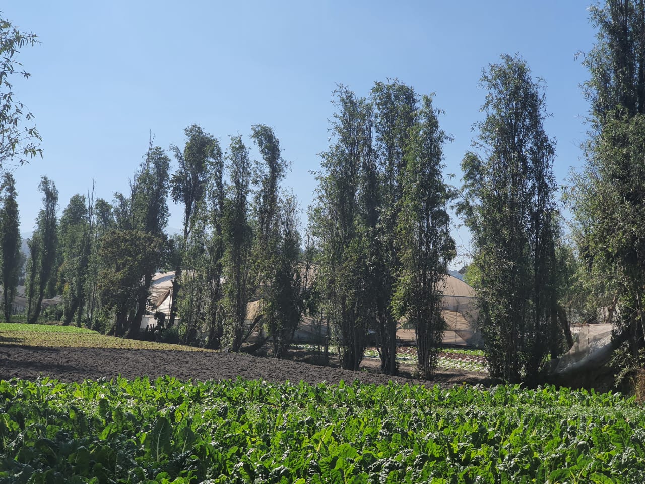 Registro de la visita a Xochimilco con el Arq. González Pozo. Fotografía: Elisa Drago