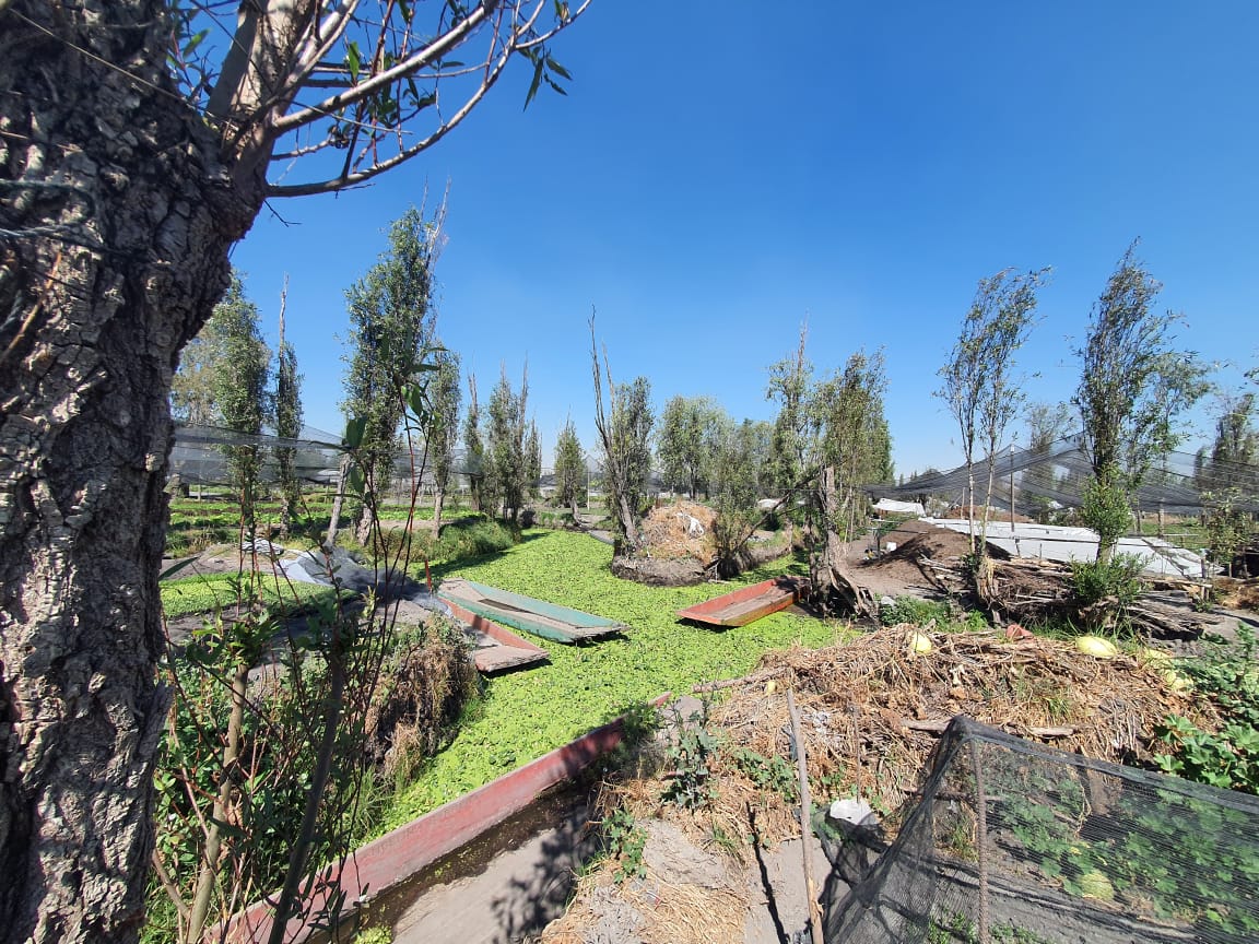 Registro de la visita a Xochimilco con el Arq. González Pozo. Fotografía: Elisa Drago